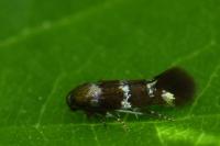 Stephensia brunnichella