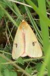 Diacrisia sannio