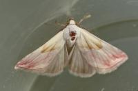 Eublemma purpurina