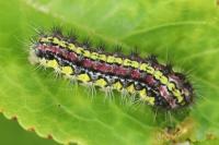 Aglaope infausta