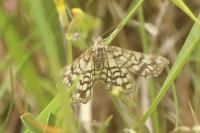 Chiasmia clathrata