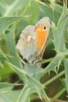 Coenonympha pamphilus