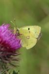 Colias crocea