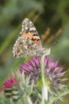 Vanessa cardui