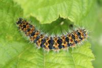 Saturnia pavonia