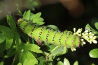 Saturnia pavonia