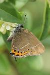 Satyrium pruni
