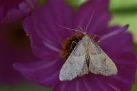 Endotricha flammealis