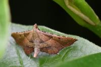 Endotricha flammealis