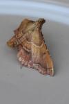 Endotricha flammealis