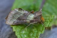 Diachrysia chrysitis