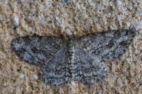 Ectropis crepuscularia