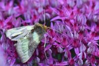 Diachrysia chrysitis