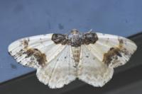 Ligdia adustata
