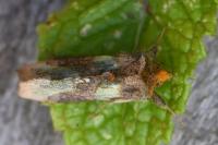 Diachrysia chrysitis