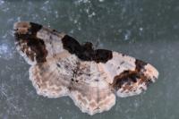 Ligdia adustata