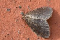Operophtera brumata