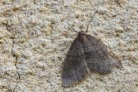 Operophtera brumata