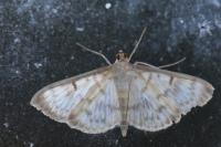Patania ruralis