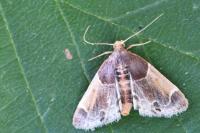 Pyralis farinalis