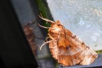 Selenia dentaria