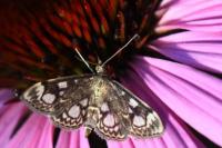 Anania coronata