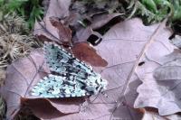 Griposia aprilina