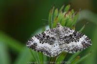 Epirrhoe alternata