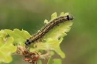 Malacosoma neustria