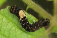 Thyatira batis