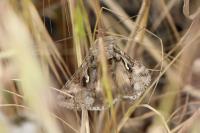 Autographa gamma