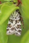 Scoparia pyralella