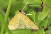 Mecyna flavalis