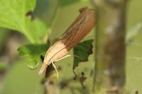 Pediasia luteella
