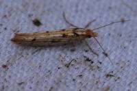 Ypsolopha ustella