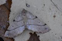 Colotois pennaria