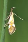 Alabonia geoffrella