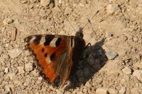 Aglais urticae