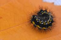 Callimorpha dominula