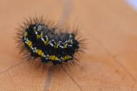 Callimorpha dominula