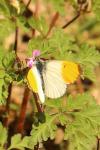 Anthocharis cardamines