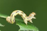 Erannis defoliaria