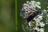 Euclidia mi