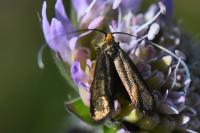 Nemophora metallica
