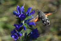 Macroglossum stellatarum