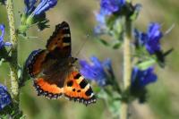 Aglais urticae