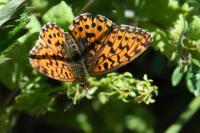 Boloria dia