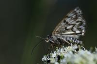 Euclidia mi