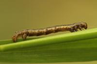 Phigaliohybernia marginaria