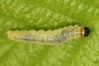 Tortrix viridana
